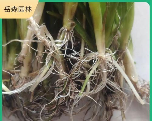 鱼缸苦草叶子发黄的解决方法是什么？