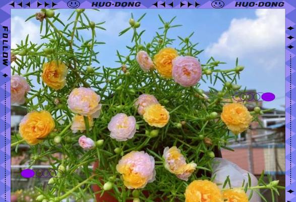 南阳台的西南角放什么花？如何选择适合南阳台西南角的花卉？