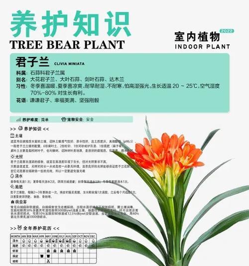 君子兰开花前的养护技巧有哪些？