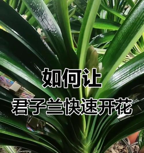 君子兰开花前的养护技巧有哪些？
