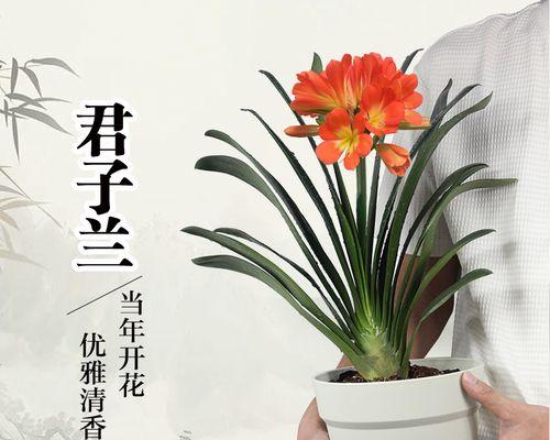 君子兰水培怎么养会开花？水培君子兰的养护技巧是什么？