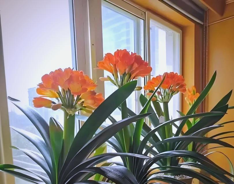 君子兰水培怎么养会开花？水培君子兰的养护技巧是什么？