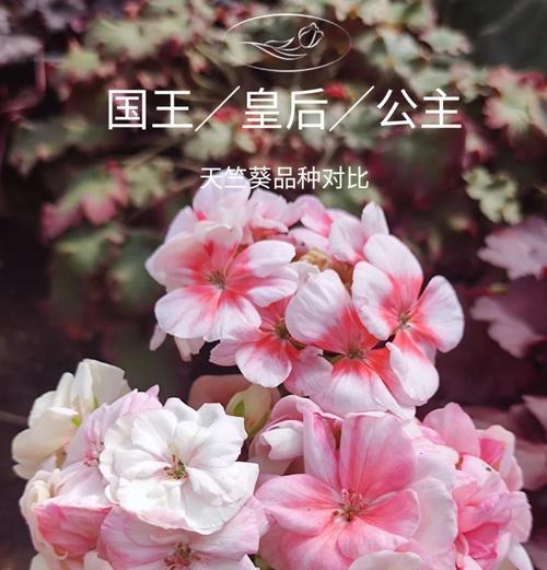 天竺葵盆栽花苞粉色的原因及解决办法是什么？