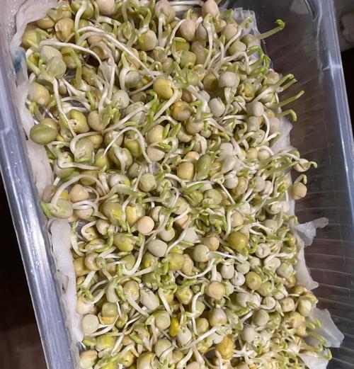 豌豆苗播种的理想温度是多少？