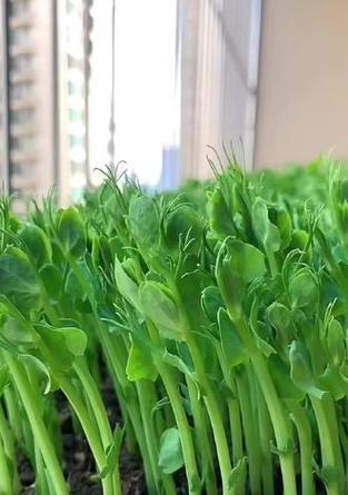 豌豆苗播种的理想温度是多少？