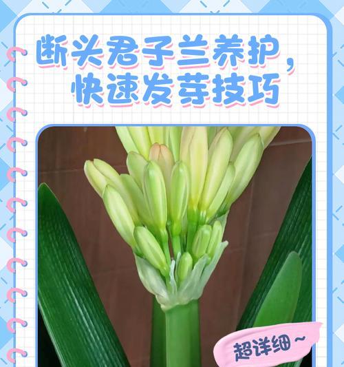 君子兰移苗后如何促进生根发芽？