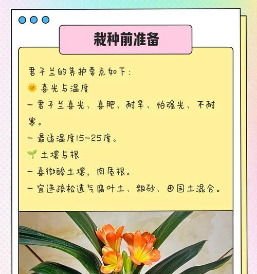 君子兰移苗后如何促进生根发芽？