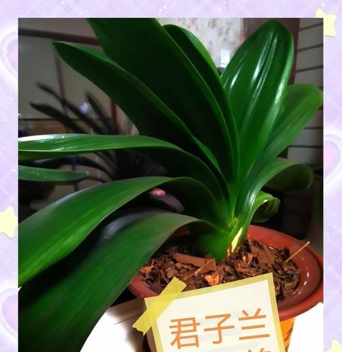 君子兰移苗后如何促进生根发芽？