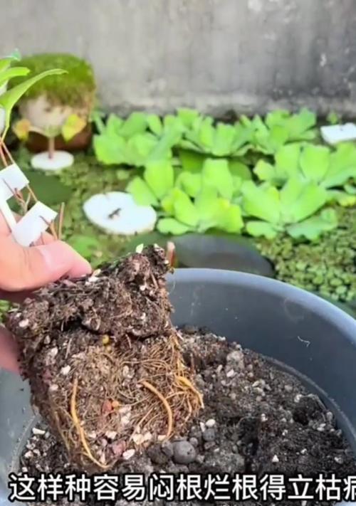 铁线莲茎部烂根如何处理？预防措施有哪些？