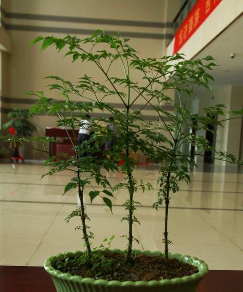 小盆景条幅的正确悬挂方法是什么？