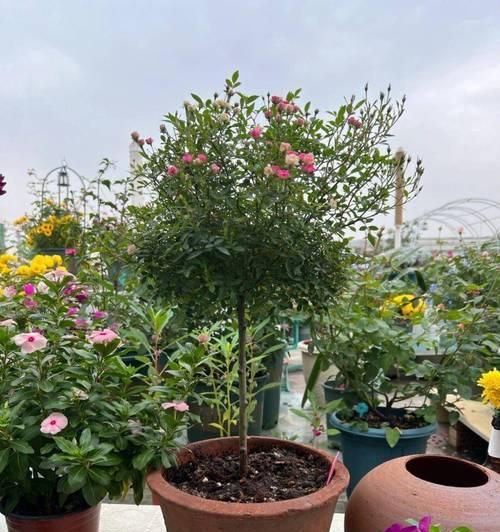 阳台种什么花好养活又简单又好养？推荐几种适合初学者的花卉？