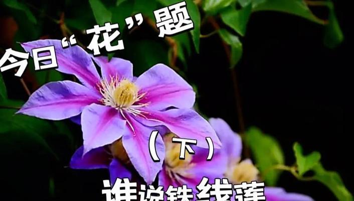 铁线莲换盆后芽萎原因何在？怎样预防和处理？