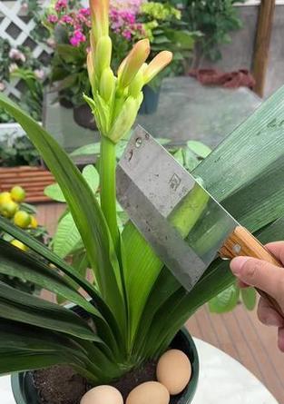 君子兰不窜花的常见原因有哪些？