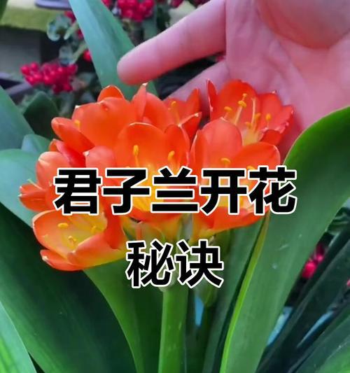 君子兰不窜花的常见原因有哪些？