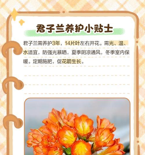 君子兰不窜花的常见原因有哪些？