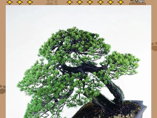 空洞树盆景制作方法有哪些？