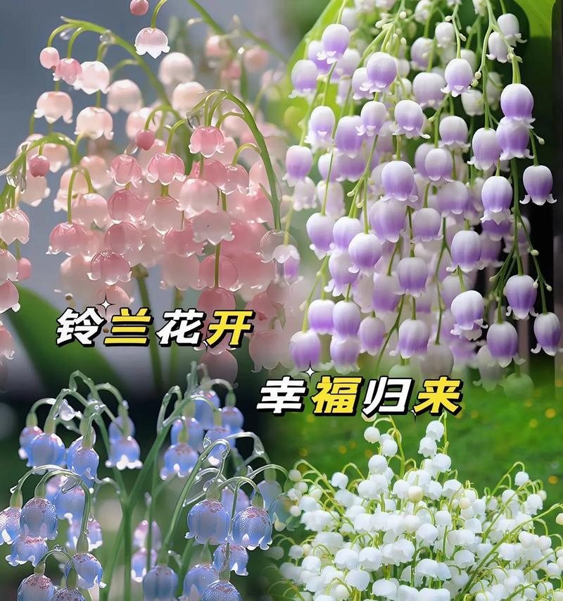 特别适合阳台的花风铃是什么？有哪些推荐的阳台花卉？