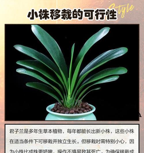 君子兰截枝的方法是什么？