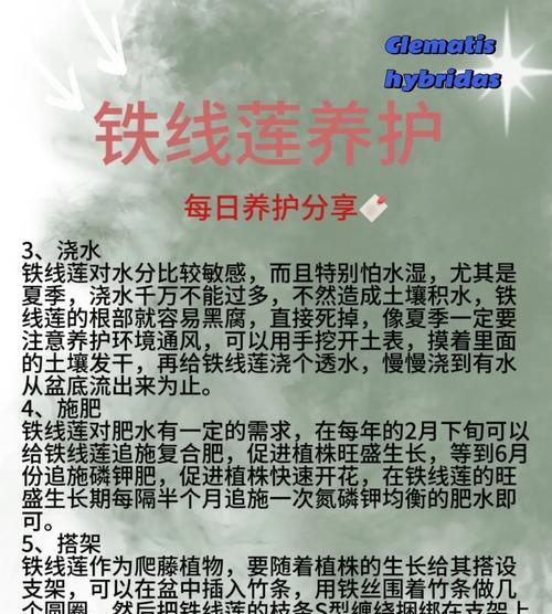 铁线莲带花苞时如何正确养护？