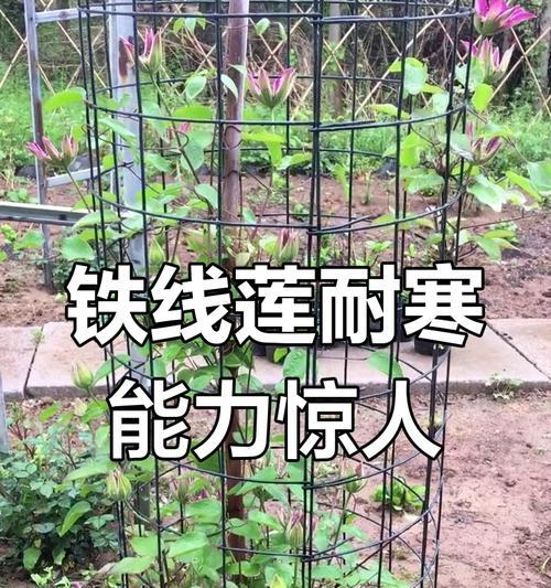 铁线莲带花苞时如何正确养护？