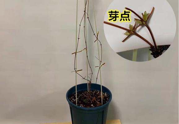 铁线莲带花苞时如何正确养护？