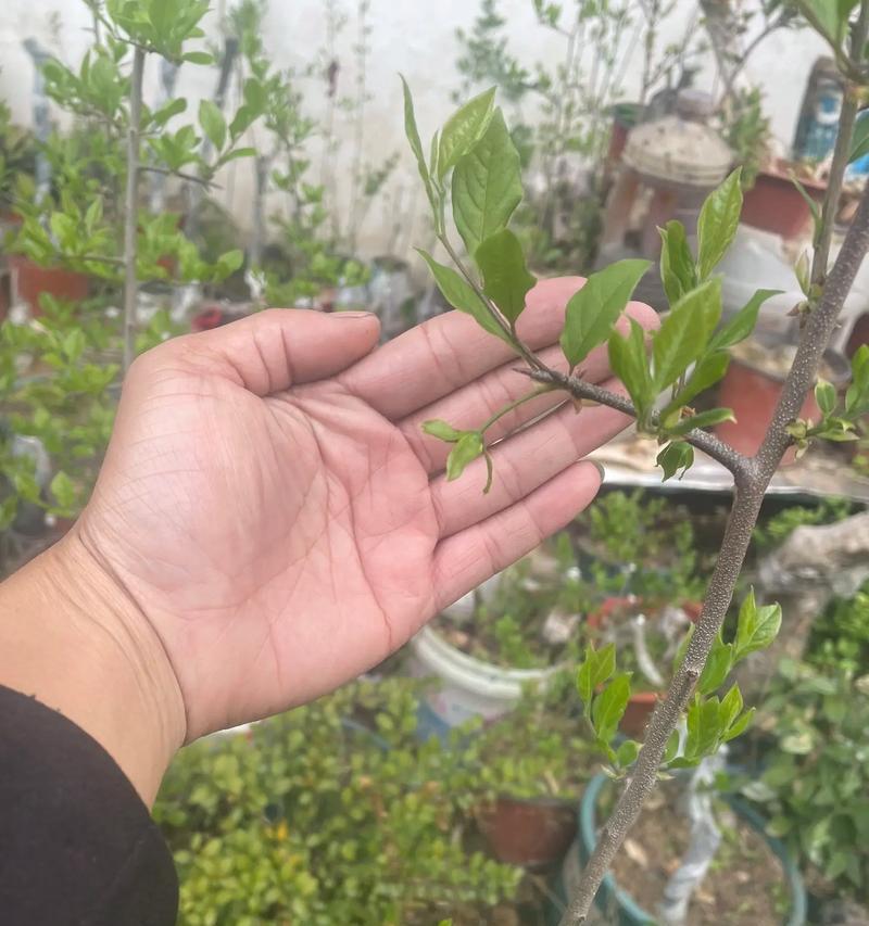老鸦柿开花期如何正确浇水？