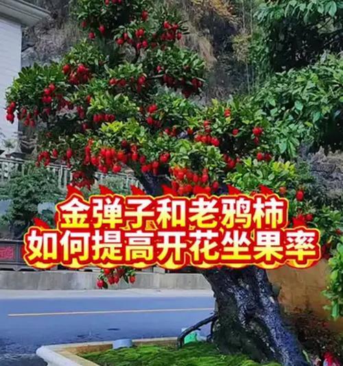 老鸦柿开花期如何正确浇水？
