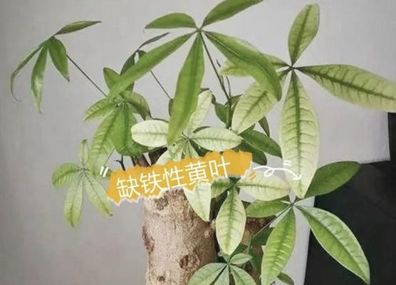 发财树大叶子发黄的处理方法是什么？