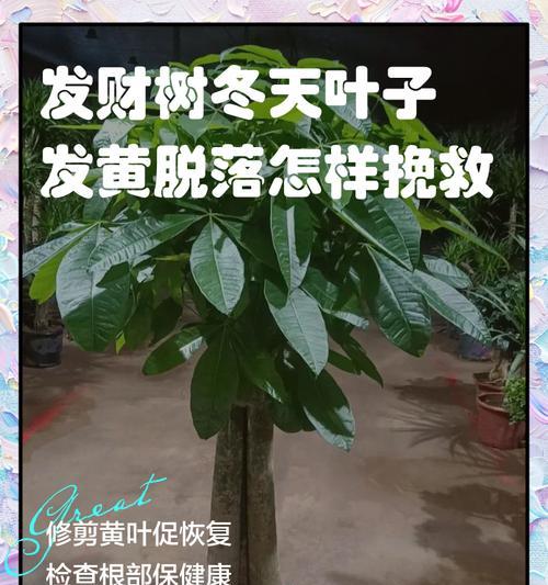 发财树大叶子发黄的处理方法是什么？