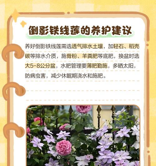 铁线莲是否怕油以及如何养护和浇水？