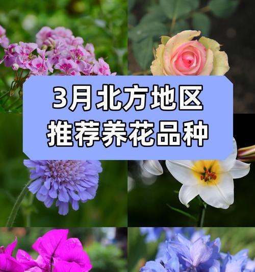 哪些花卉适合在七月进行播种？