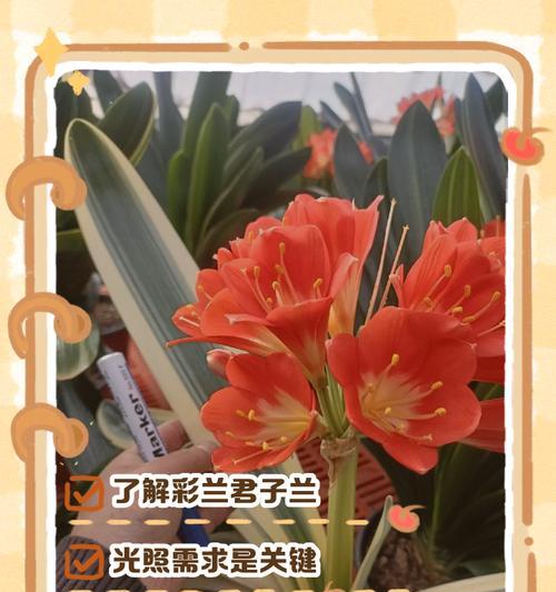 君子兰是雪根吗？君子兰的正确养护方法是什么？