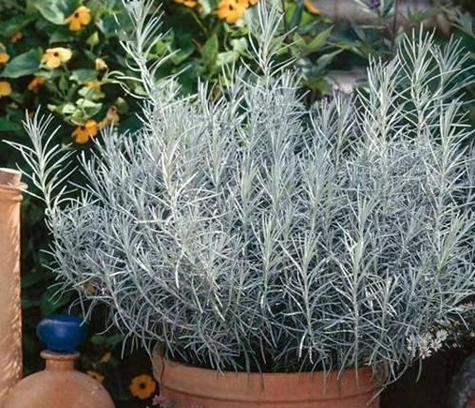 北方适合种植哪些香草植物？
