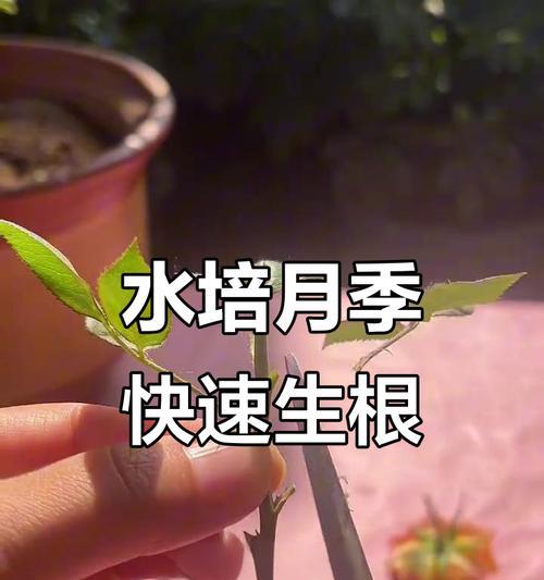 月季转水培苗的操作流程是什么？