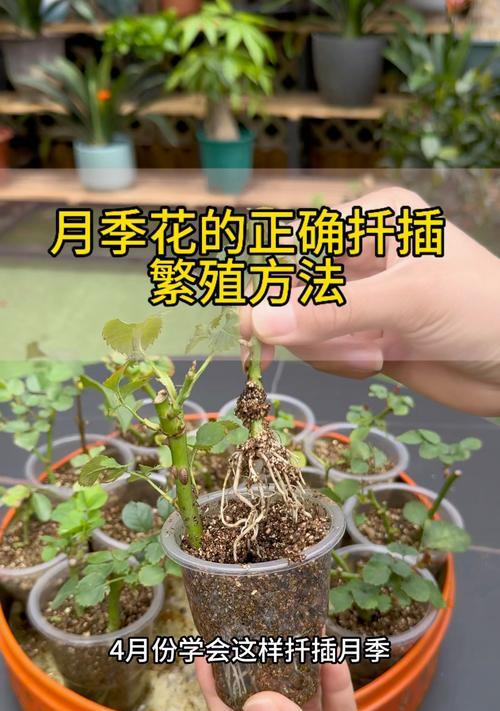 月季转水培苗的操作流程是什么？