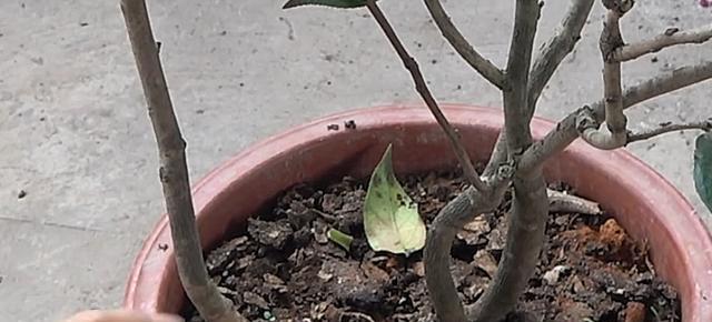 土黄连叶子发黄枯萎了怎么办？如何进行有效救治？