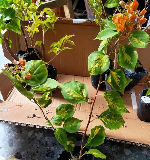 三角梅牙签苗芽心黑了？如何处理？