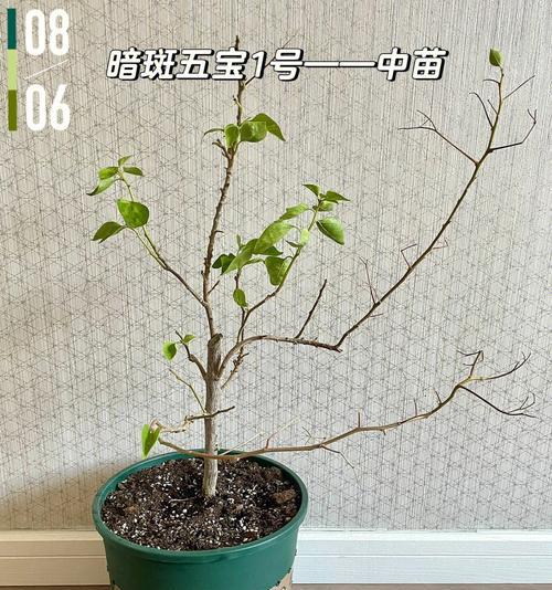 三角梅牙签苗芽心黑了？如何处理？