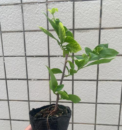 三角梅牙签苗芽心黑了？如何处理？