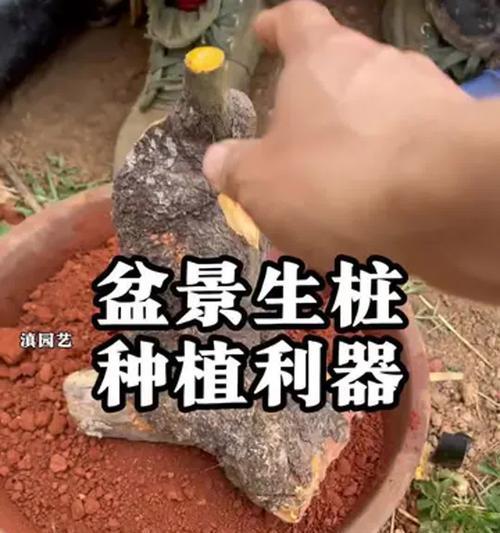 盆景工具铁丝的正确使用方法是什么？如何利用铁丝进行盆景造型？
