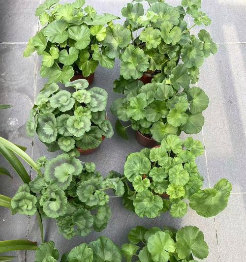 天竺葵老桩带花苞盆栽养护技巧？