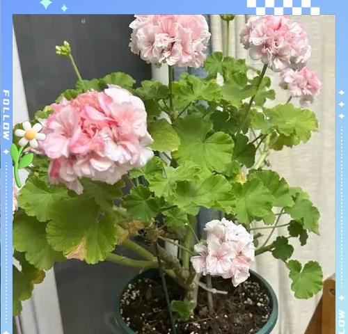 天竺葵老桩带花苞盆栽养护技巧？