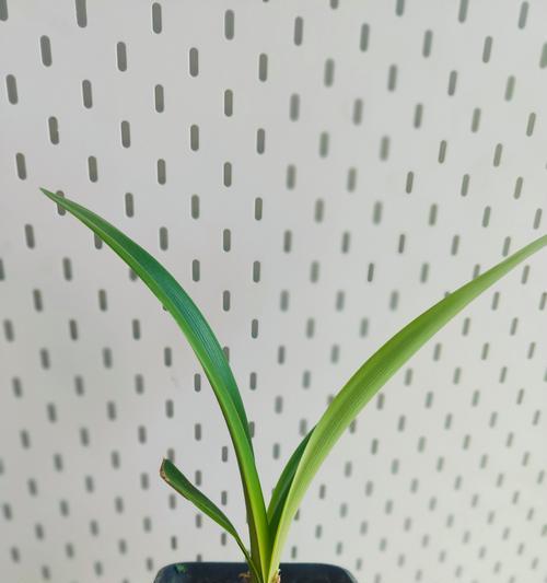 朱顶红嫩芽的特征有哪些？