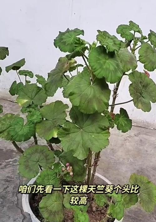 如何自制天竺葵？