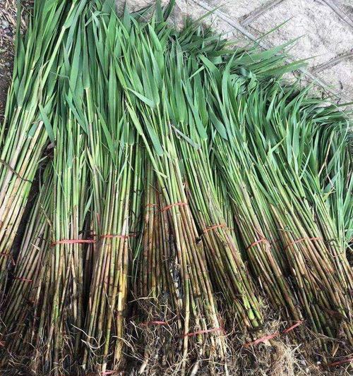 像棍子的水生植物有哪些？如何正确养护？