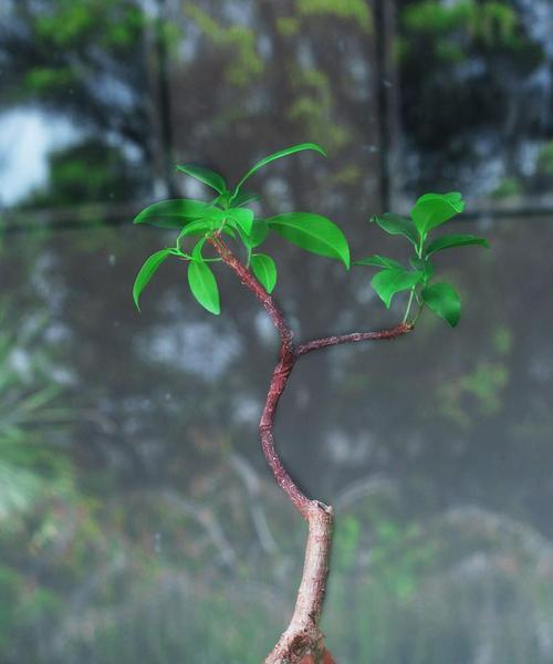 像棍子的水生植物有哪些？如何正确养护？