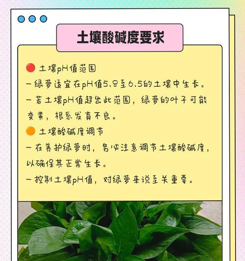 养花的配土技巧有哪些呢？如何根据植物选择合适的土壤？