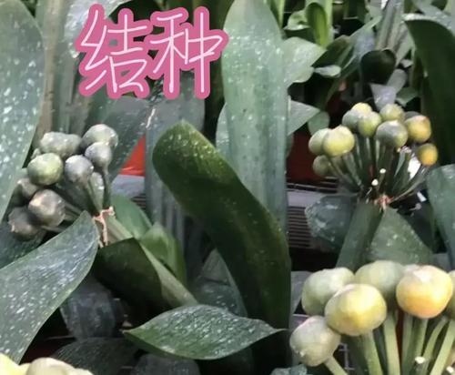 君子兰栽浅后如何进行补救？