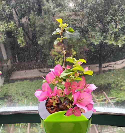 三角梅如何种植才能多开花？