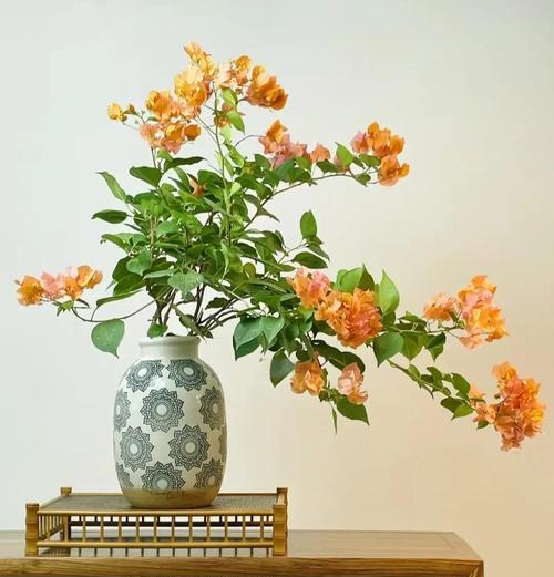 三角梅如何种植才能多开花？